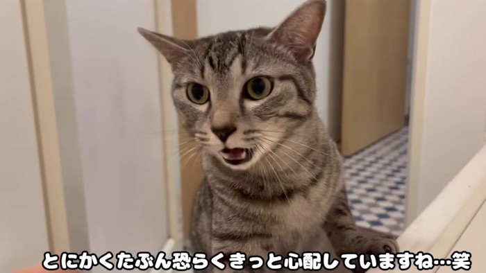 心配そうな猫