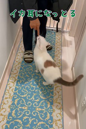 パパさんの足元に駆け寄る猫