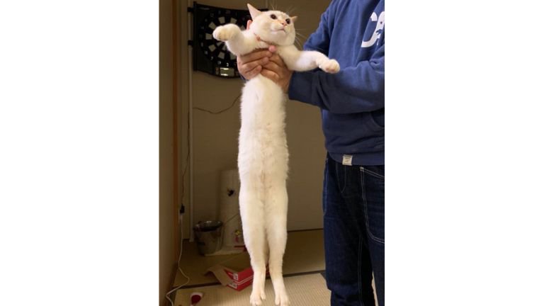 持ち上げられている猫