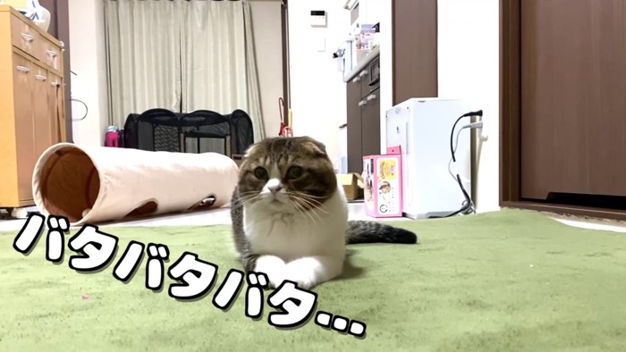 伏せをする猫と「バタバタバタ」の文字