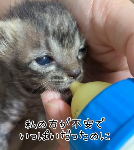 ミルクを飲むまりもちゃん