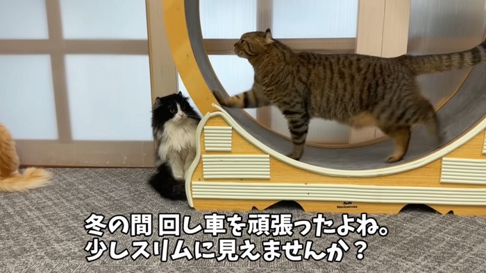 スリムな猫