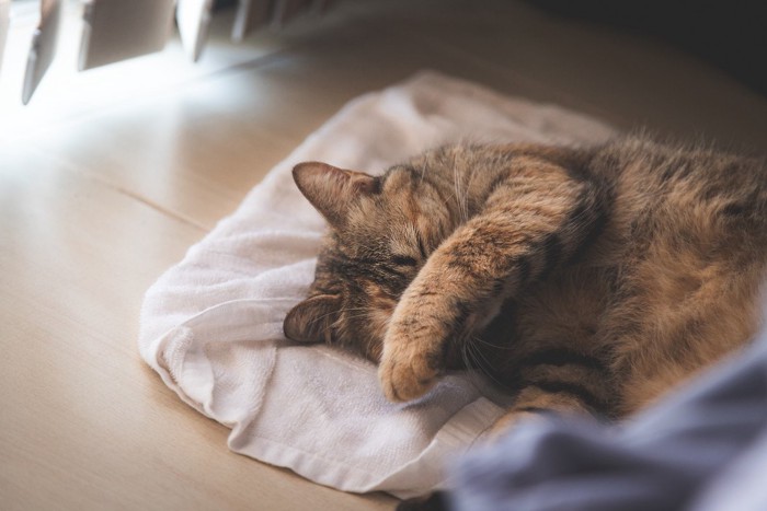 顔を手で覆って眠る猫