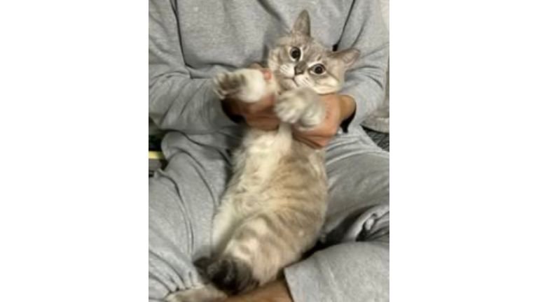 抱っこされている猫