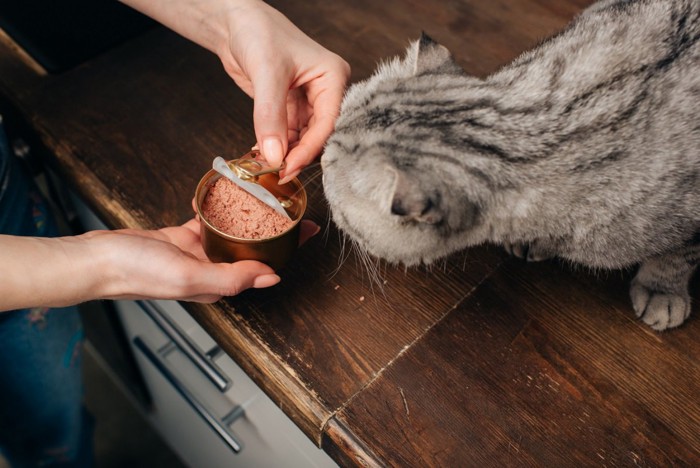 缶詰に興味しんしんな猫