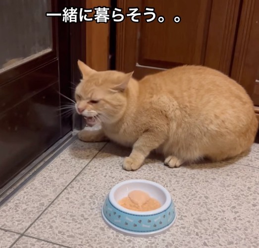 保護して家猫になったチャトランちゃん