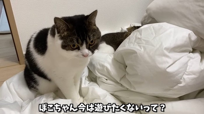 座る立ち耳の猫