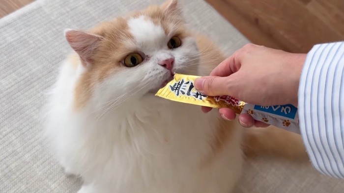 おやつを食べる猫
