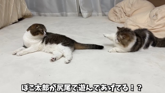 成猫のしっぽで遊ぶ子猫