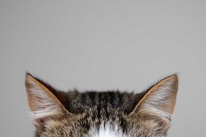 子猫の耳