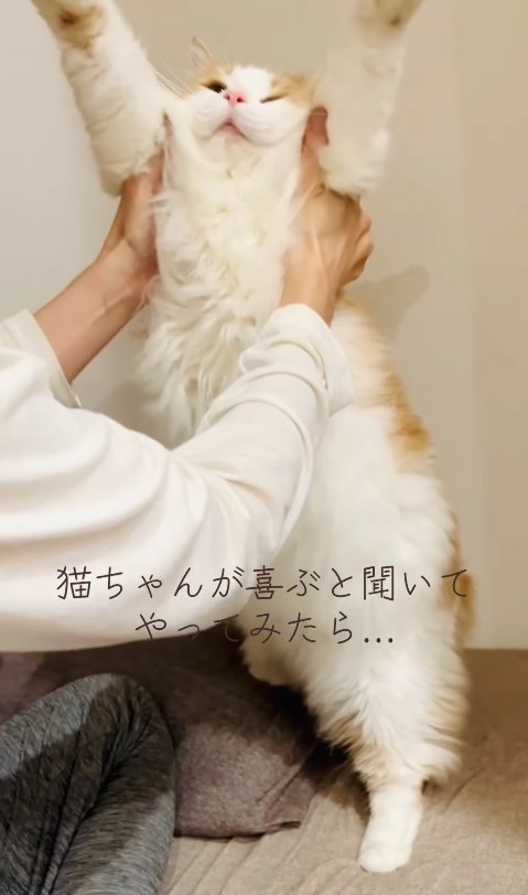 バンザイをしている猫(アップ目)