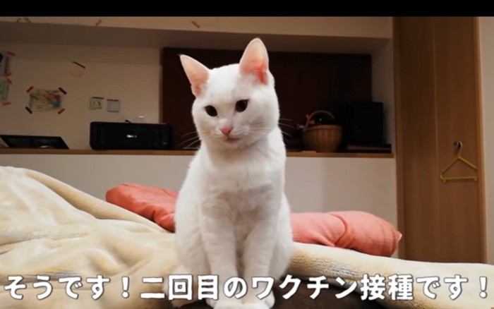 成長した猫