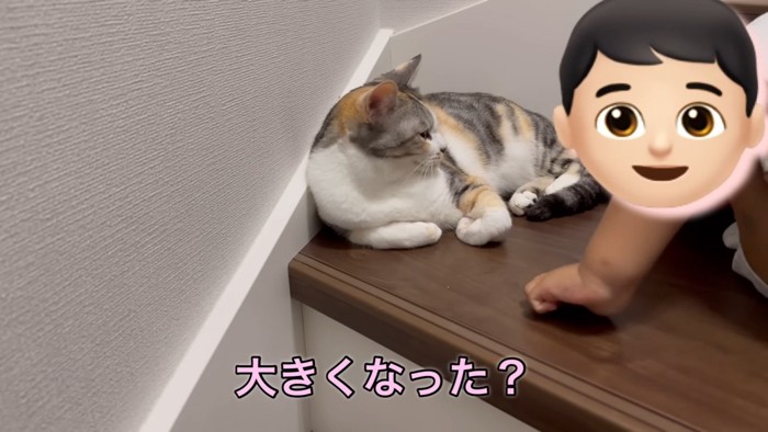 話を聞く猫