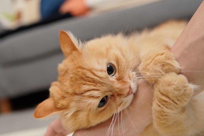 怒って飼い主さんの手に噛みつく猫