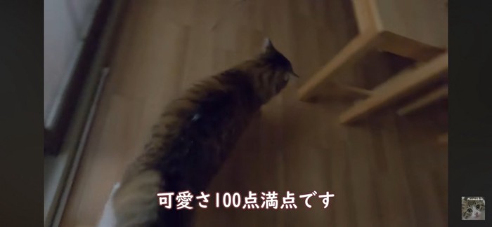 歩く猫