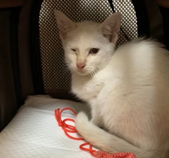 ペットキャリーの中にいる子猫