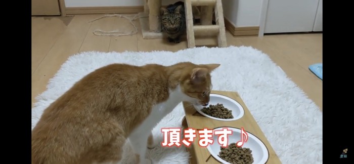 ご飯を食べる