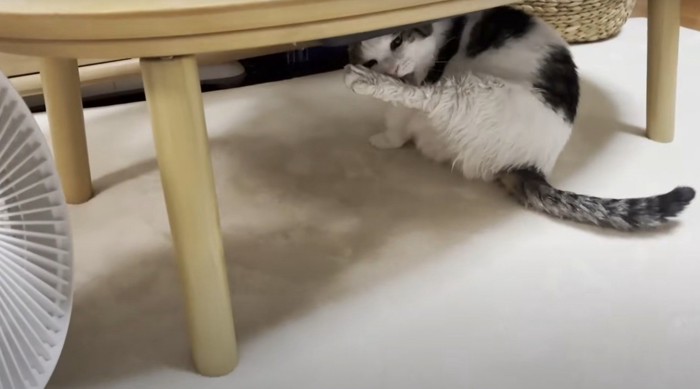 毛づくろい中の猫