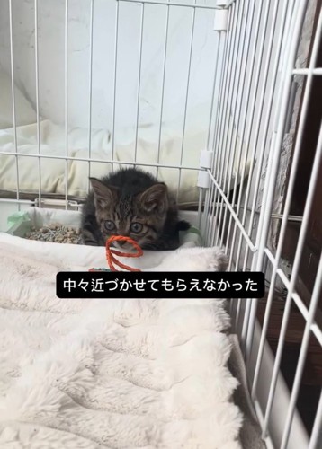 緊張した表情の猫