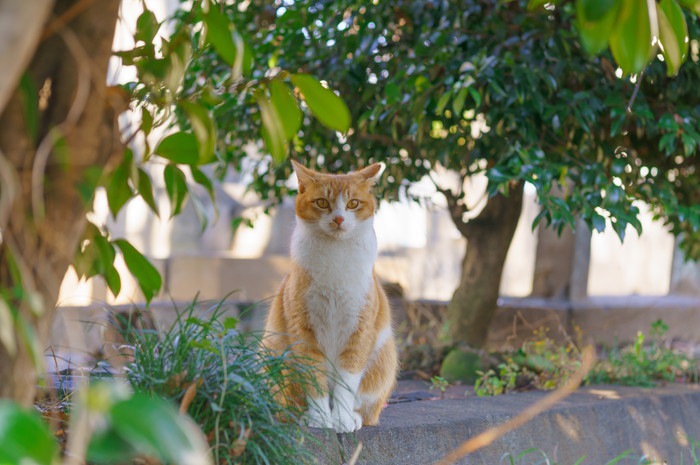 こちらを見つめる野良猫