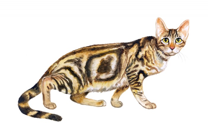 ソコケってどんな猫?のイメージ画像