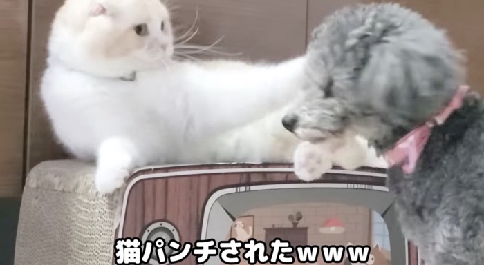 猫パンチ炸裂