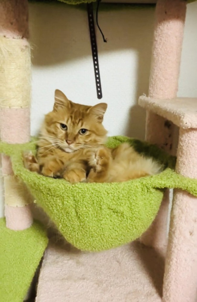 キャットタワーの天井に引っかかった爪を飼い主さんにはずしてもらう猫