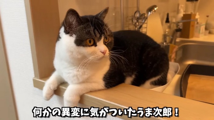 横を見る猫