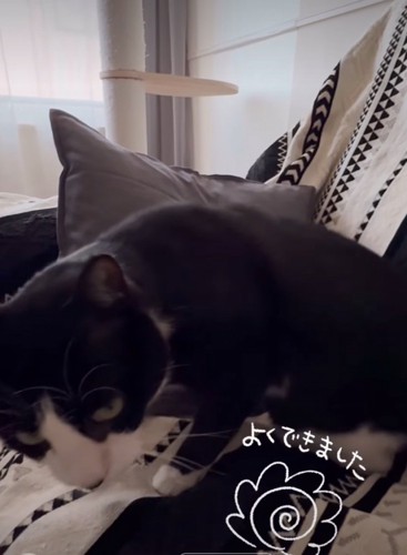 近づいてくる猫