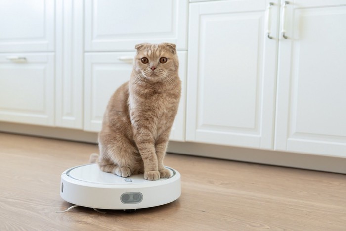 掃除機に乗る猫