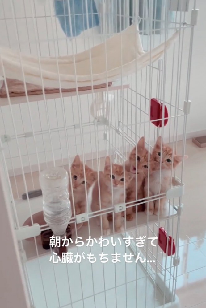 子猫に近づく