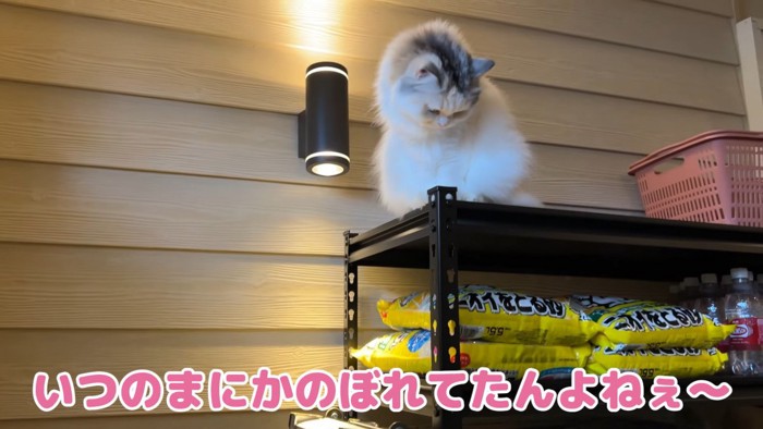 下を覗く猫