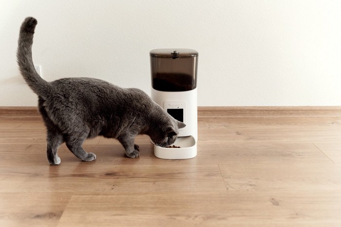 自動給餌器のフードを食べる猫