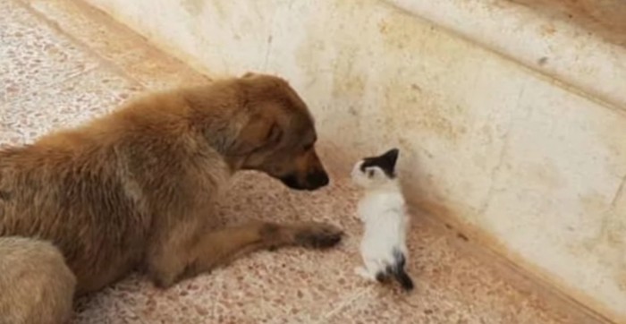 屋外で腹ばいになった犬と子猫