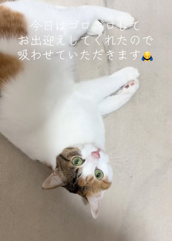 出迎える猫