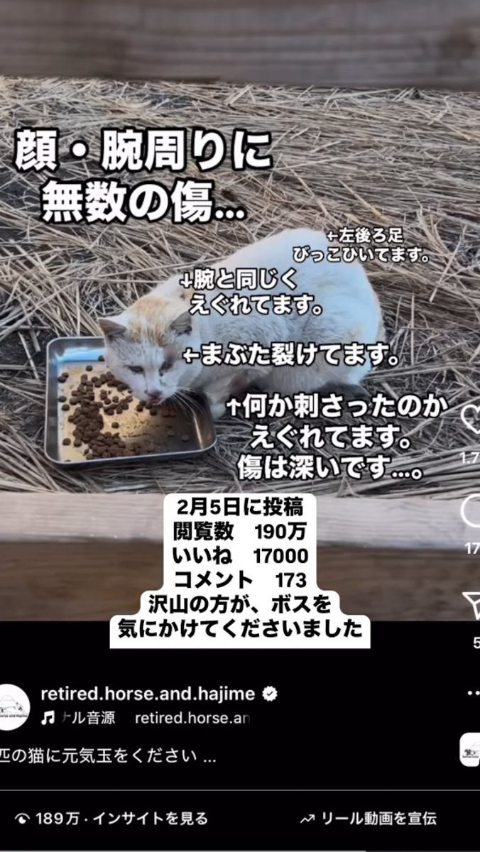 ごはんを食べながらカメラを見る猫