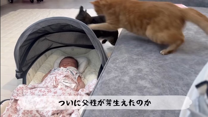 飛びかかるとらまるくん