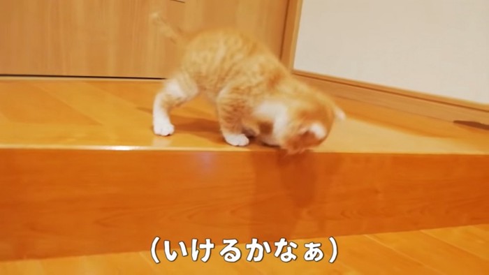 階段を降りようとする猫