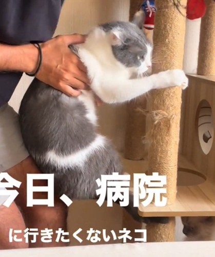 くの字ポーズになる猫