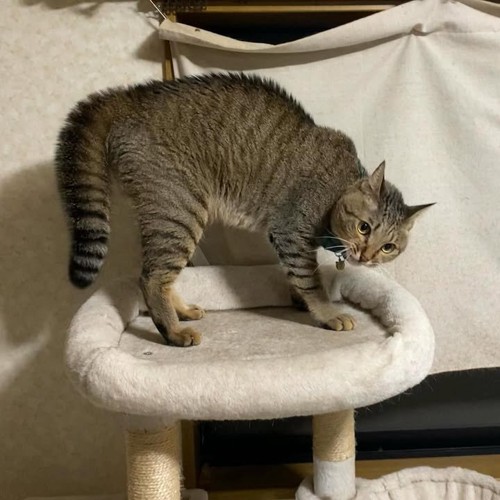 やんのかポーズの猫