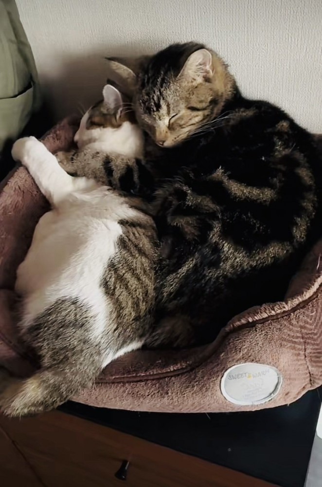猫用ベッドで寄り添って寝るキジトラ猫と子猫