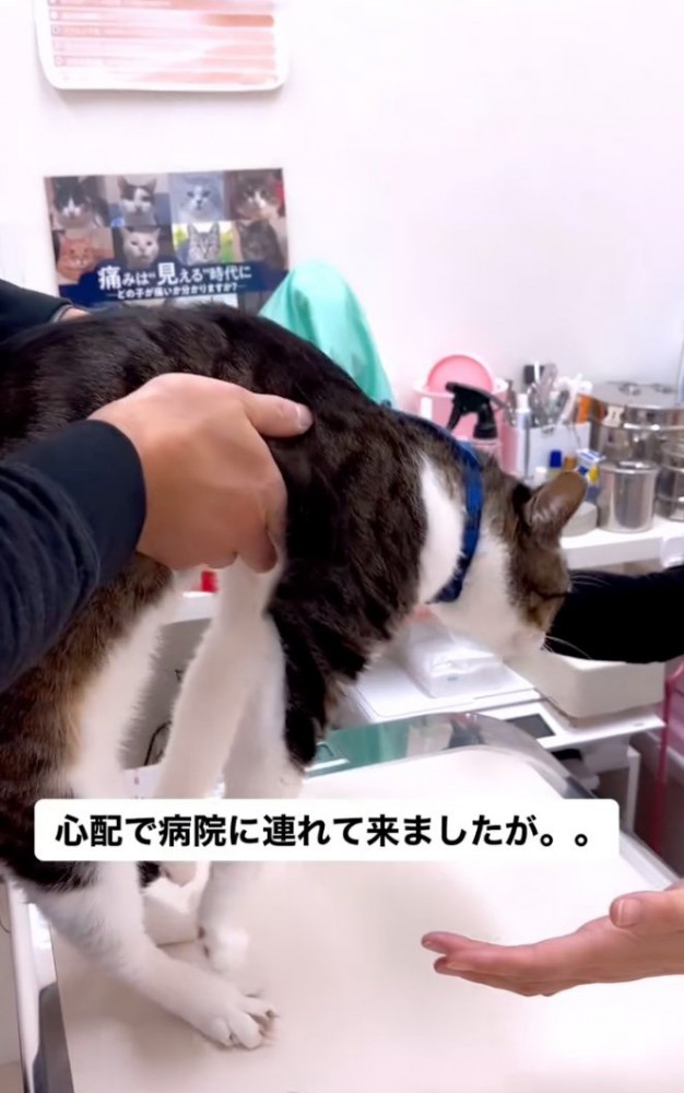 診察台に乗った猫