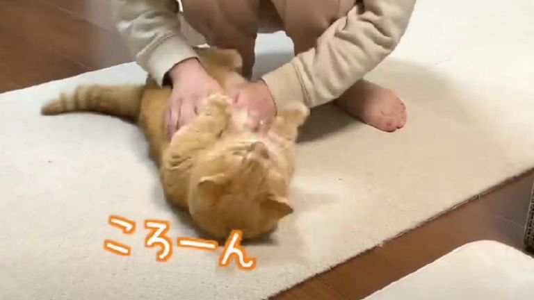 転がされている猫