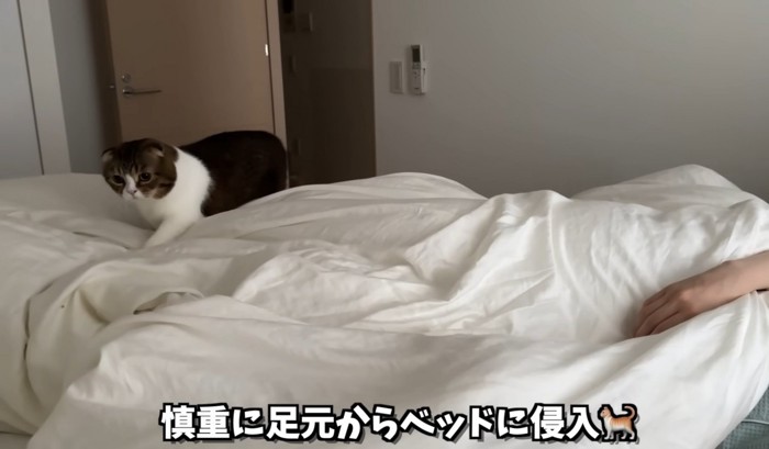 布団の上を歩く猫