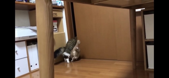 扉の隙間から中に入る猫