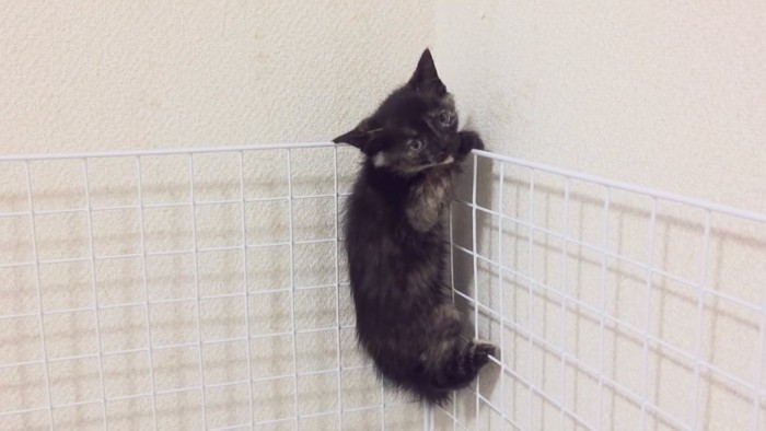 降りられない猫