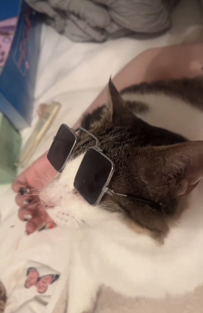 サングラスを掛けたキジ白猫