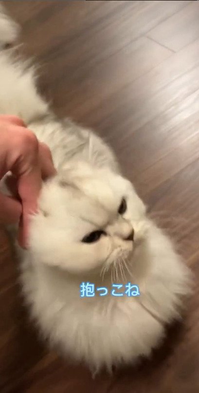 飼い主さんに撫でられる猫