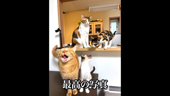 預かり猫ちゃん達と一緒に