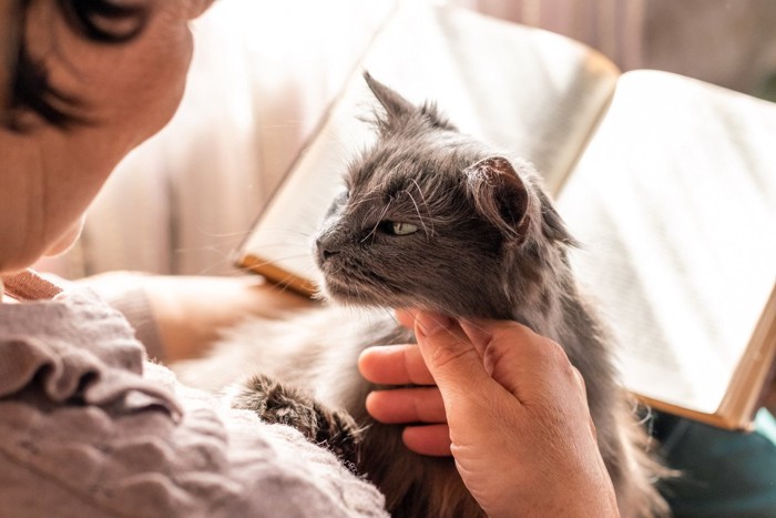 本を読む女性とグレーの猫